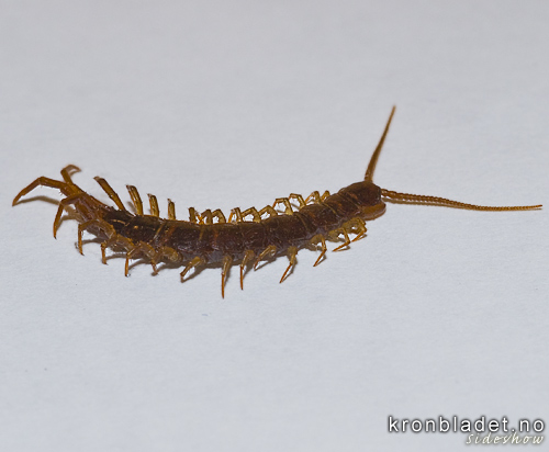 Skolopender (Chilopoda) Centipede (Chilopoda)