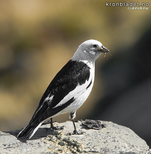 Snspurv (Plectrophenax nivalis) Snow Bunting (Plectrophenax nivalis)