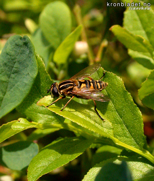 Vanleg solfloge (Heliophilus pendulus) - vanlig solflue Hoverfly (Heliophilus pendulus)
