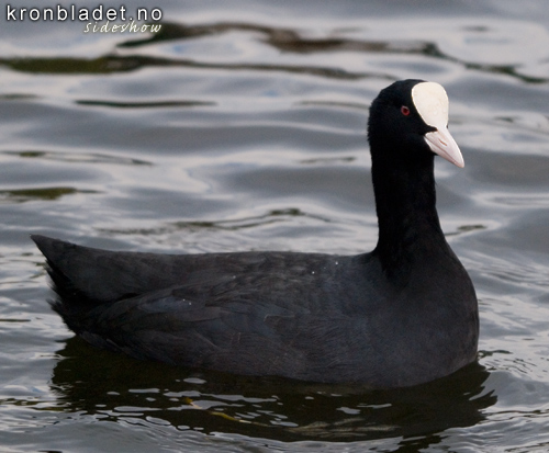 Sothne (Fulica atra) Eurasian Coot (Fulica atra)