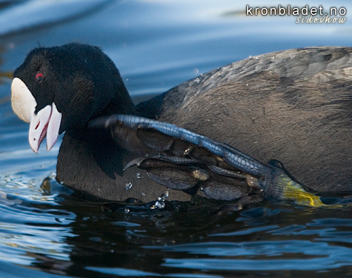 Sothne (Fulica atra) klo Eurasian Coot (Fulica atra) scratching