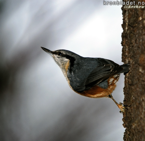 Spettmeis (Sitta europaea) Wood Nuthatch (Sitta europaea)