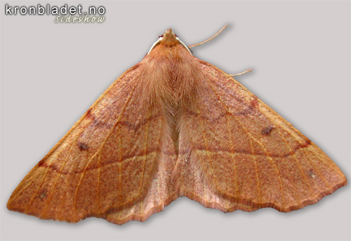 Spinnarmlar (Colotois pennaria) - Spinnermler Feathered Thorn (Colotois pennaria)