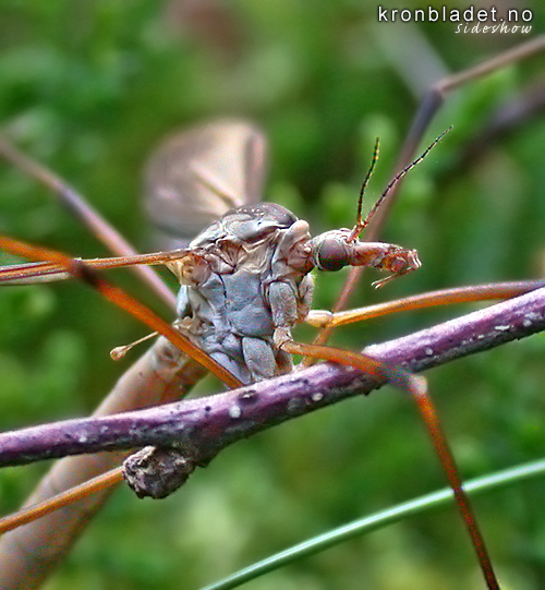 Stankelbein (Tipula paludosa eller T. oleracea), ho Crane fly, Daddy longlegs (Tipula paludosa eller T. oleracea), female