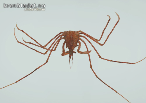 Stankelbeinskrabbe (Macropodia rostrata) Common Spider Crab / Long-legged Crab  (Macropodia rostrata)