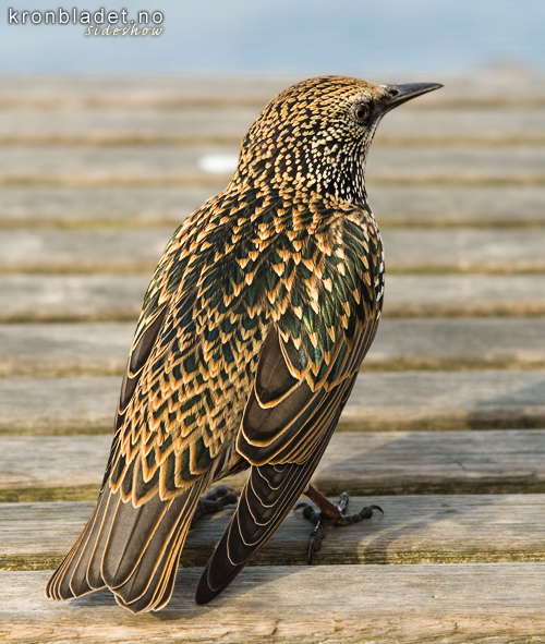 Stare (Sturnus vulgaris) - Str Starling (Sturnus vulgaris)