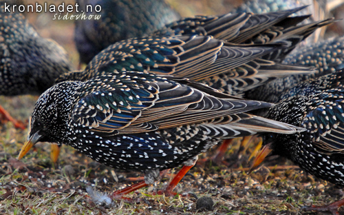 Stare (Sturnus vulgaris) - Str Starling (Sturnus vulgaris)