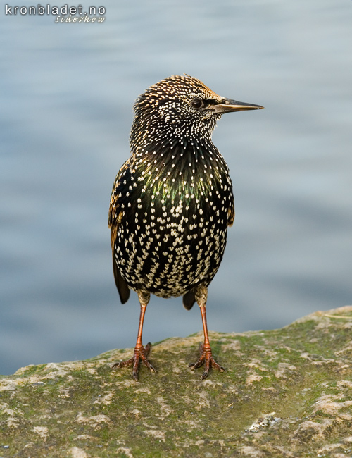 Stare (Sturnus vulgaris) - Str Starling (Sturnus vulgaris)