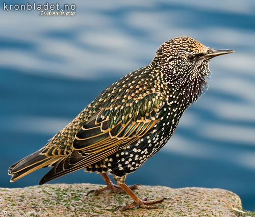 Stare (Sturnus vulgaris) - Str Starling (Sturnus vulgaris)
