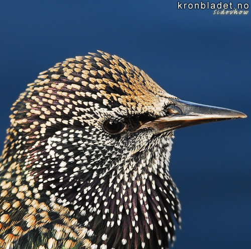 Stare (Sturnus vulgaris) - Str Starling (Sturnus vulgaris)