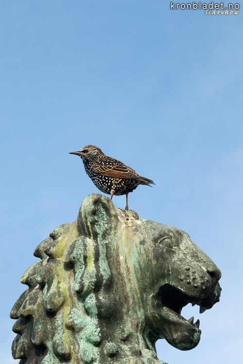 Stare (Sturnus vulgaris) - Str Starling (Sturnus vulgaris)