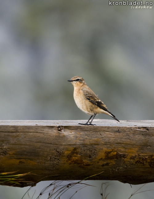 Steinskvett (Oenanthe oenanthe), hann Northern Wheatear (Oenanthe oenanthe), male