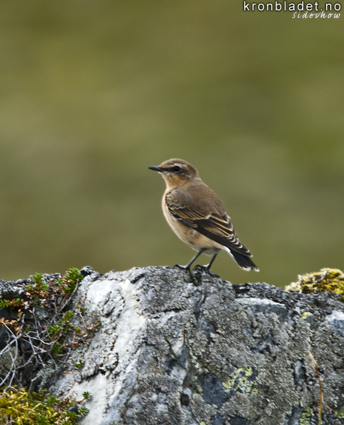 Steinskvett (Oenanthe oenanthe), hann Northern Wheatear (Oenanthe oenanthe), male