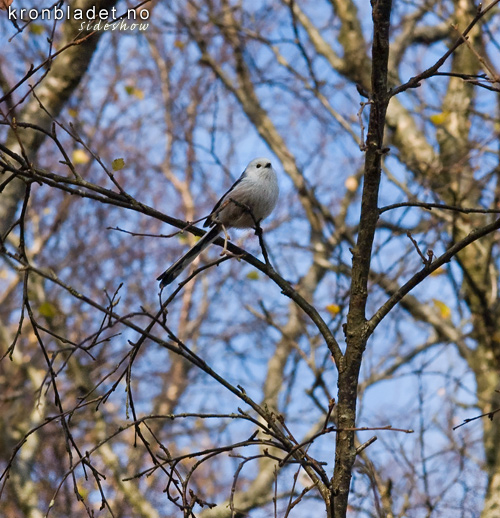 Stjertmeis (Aegithalos caudatus) Long-tailed Tit (Aegithalos caudatus)