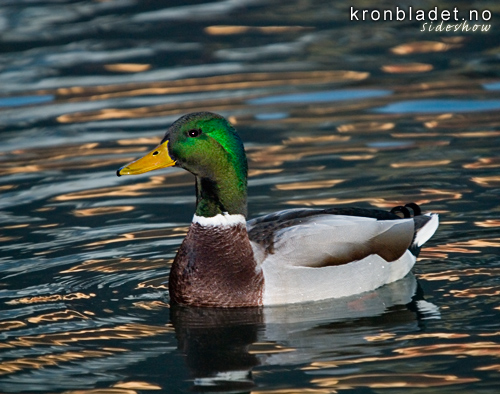 Stokkand (Anas platyrhynchos), Hann Mallard (Anas platyrhynchos), male