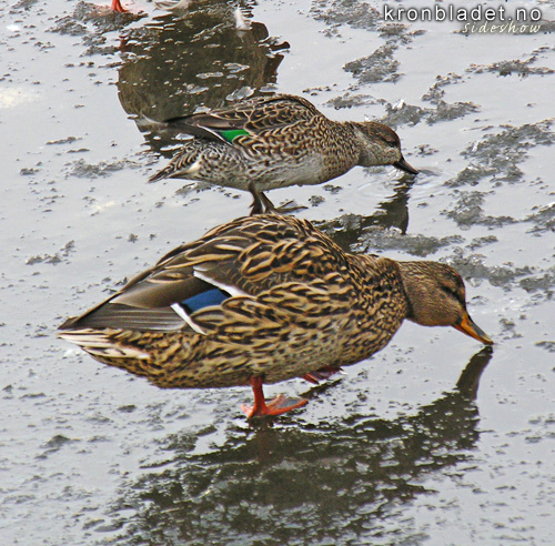Samanlikning av hoer, fremst stokkand (Anas platyrhynchos) og krikkand (Anas crecca) Comparison of females of Mallard (Anas platyrhynchos), in front, and Common Teal (Anas crecca)