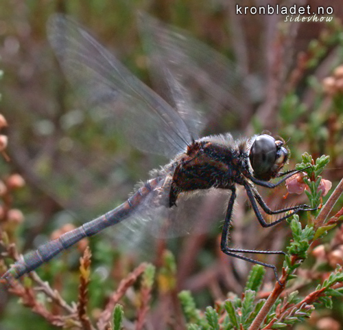 Svart/Stor haustlibelle, hann (Sympetrum danae) Black Darter, male (Sympetrum danae)