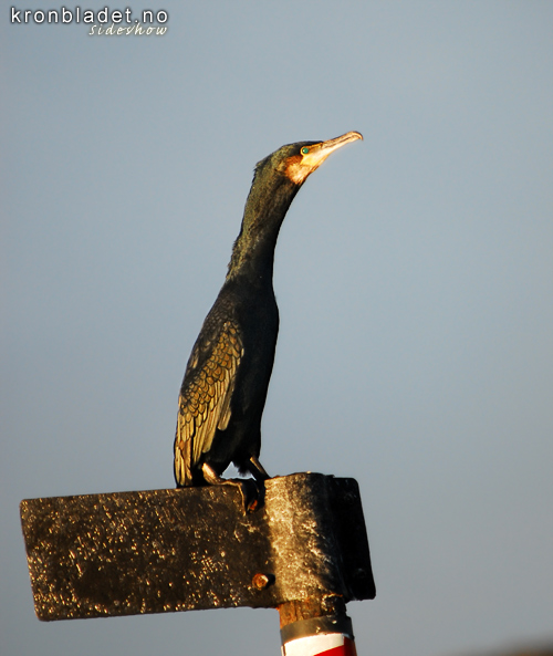 Storskarv (Phalacrocorax carbo) Great Cormorant (Phalacrocorax carbo)