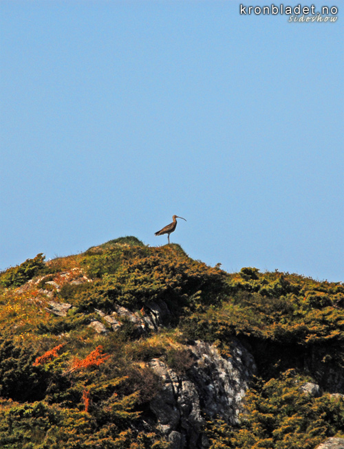 Storspove (Numenius arquata) Eurasian Curlew (Numenius arquata)
