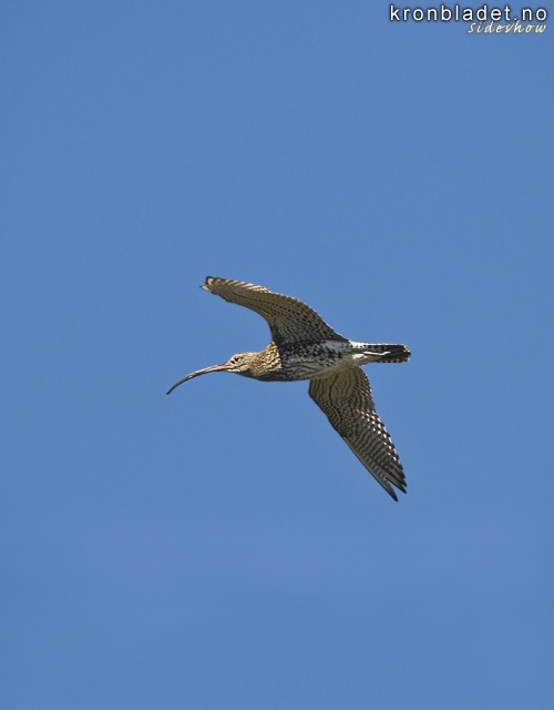 Storspove (Numenius arquata) Eurasian Curlew (Numenius arquata)