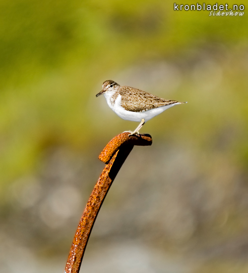 Strandsnipe (Actitis hypoleucos) Common Sandpiper (Actitis hypoleucos)