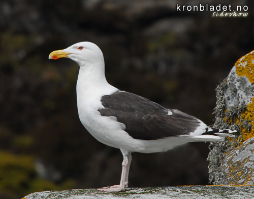 Svartbak (Larus marinus) Great Black-backed Gull (Larus marinus)