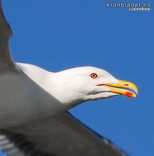 Svartbak (Larus marinus) Great Black-backed Gull (Larus marinus)