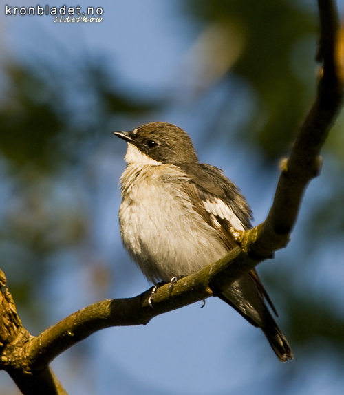 Svartkvit flogesnappar (Ficedula hypoleuca) - Svarthvit fluesnapper, hann European Pied Flycatcher (Ficedula hypoleuca), male