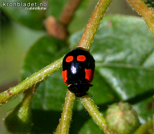 Svart toprikka (toprikket) marihne (Adalia bipunctata) Black 2-Spot Ladybird (Adalia bipunctata)