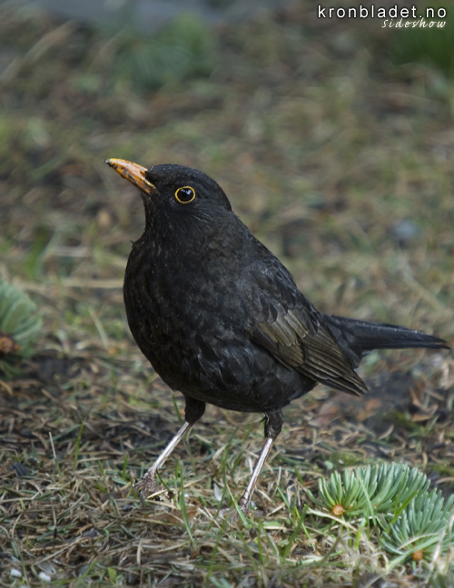 Svarttrost (Turdus merula), hann Blackbird (Turdus merula), male