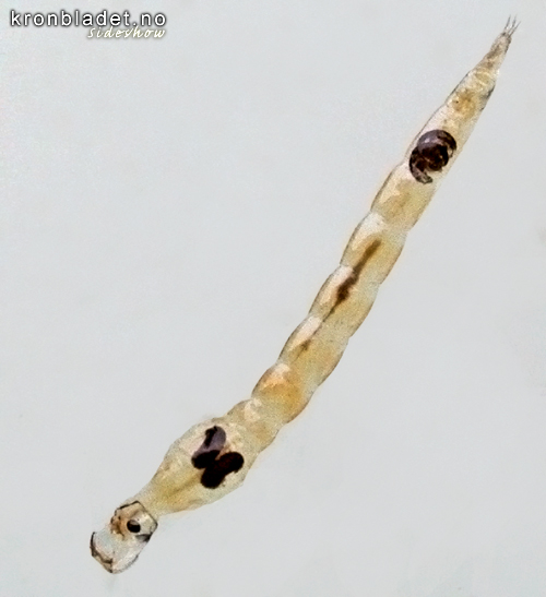 Svevemygg, larve, ovanfr (Chaoborus flavicans) Phantom midge, larvae, dorsal view  (Chaoborus flavicans)