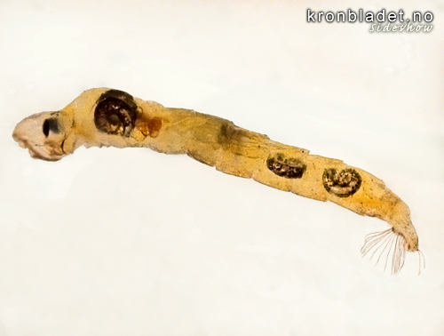 Svevemygg, larve, fr sida (Chaoborus flavicans) Phantom midge, larvae, lateral view (Chaoborus flavicans)