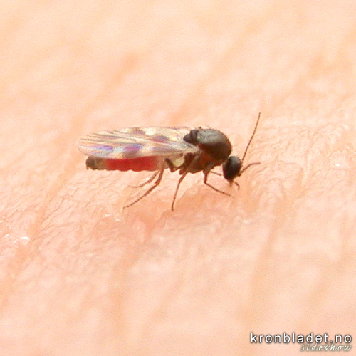 Sviknott (Ceratopogonidae, Culicoides impunctatus) Highland biting midge (Ceratopogonidae, Culicoides impunctatus)