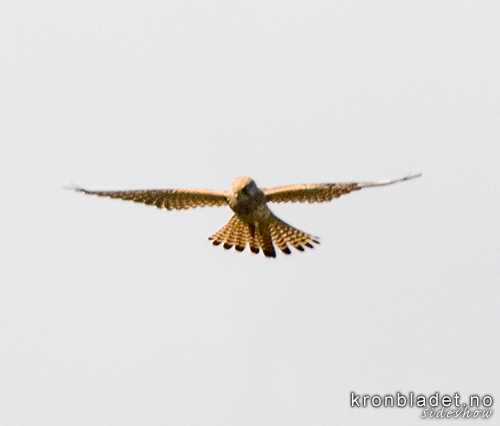 Trnfalk (Falco tinnunculus), ho Common/Eurasian  Kestrel (Falco tinnunculus), female