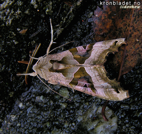 Taggvingefly (Phlogophora meticulosa), overside Angle Shades Moth (Phlogophora meticulosa), dorsal view