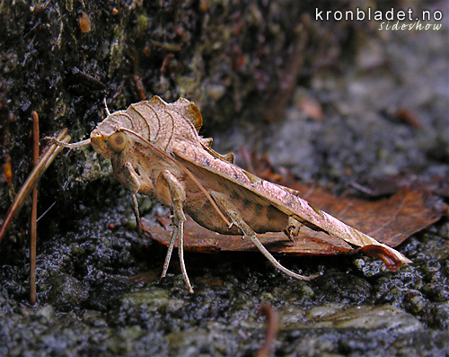 Taggvingefly (Phlogophora meticulosa), fr sida Angle Shades Moth (Phlogophora meticulosa), sideview