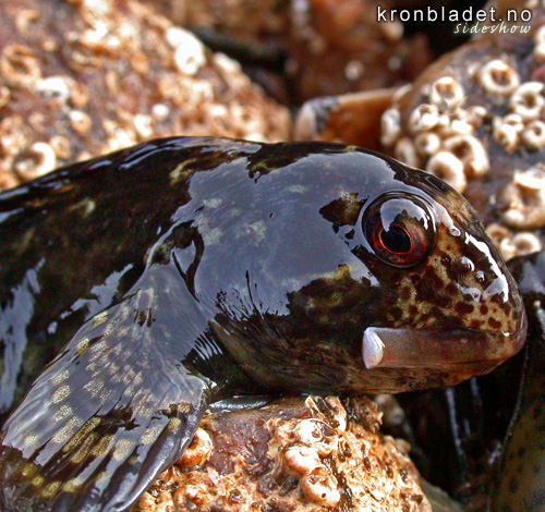 Tangkvabbe (Lipophrys pholis) p land i fjresteinane Shanny, Smooth Blenny (Lipophrys pholis) on tidal dryland