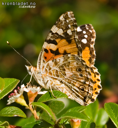 Tistelsommarfugl (Vanessa cardui) fr sida - Tistelsommerfugl Painted Lady (Vanessa cardui) - lateral view