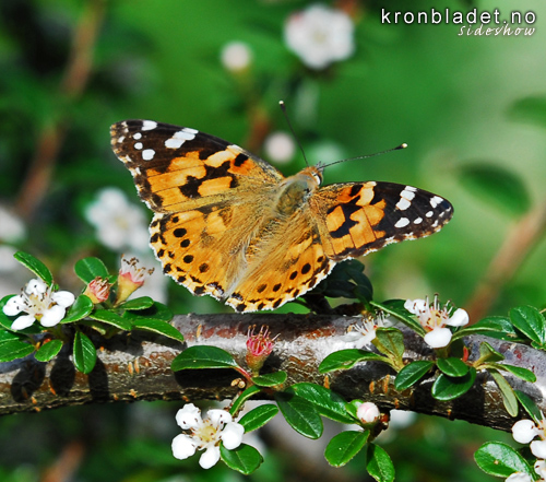 Tistelsommarfugl (Vanessa cardui) fr oversida - Tistelsommerfugl Painted Lady (Vanessa cardui) - dorsal view