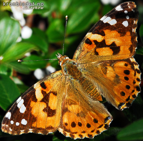 Tistelsommarfugl (Vanessa cardui) fr oversida - Tistelsommerfugl Painted Lady (Vanessa cardui) - dorsal view