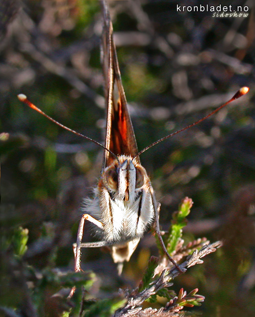 Tistelsommarfugl (Vanessa cardui) frontal - Tistelsommerfugl Painted Lady (Vanessa cardui) - anterior view