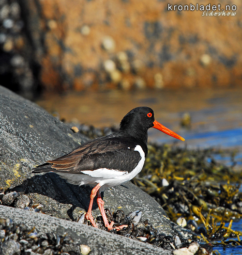 Tjeld (Haematopus ostralegus) Eurasian Oystercatcher (Haematopus ostralegus)