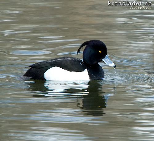 Toppand (Aythya fuligula), hann Tufted Duck (Aythya fuligula), male