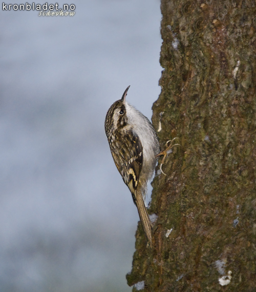 Trekrypar (Certhia familiaris) - trekryper Common Treecreeper (Certhia familiaris)