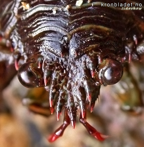 Trollhummar (Galathea squamifera) - Trollhummer Squat Lobster (Galathea squamifera)