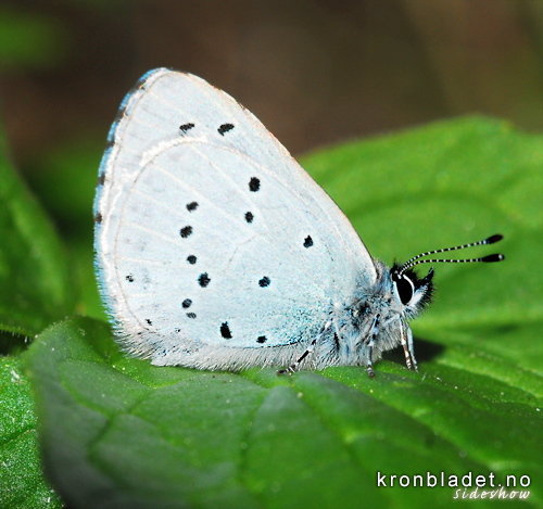 Vrblvinge (Celastrina argiolus), fr sida Holly Blue  (Celastrina argiolus), side view