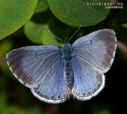 Vrblvinge, ho (Celastrina argiolus) Holly Blue, female  (Celastrina argiolus)