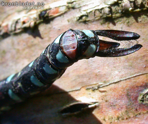 Vanleg augnestikkar, hann, vre og nedre analvedheng (Aeschna juncea) yenstikker Dragonfly, male, superior and inferior anal appendages (Aeschna juncea)