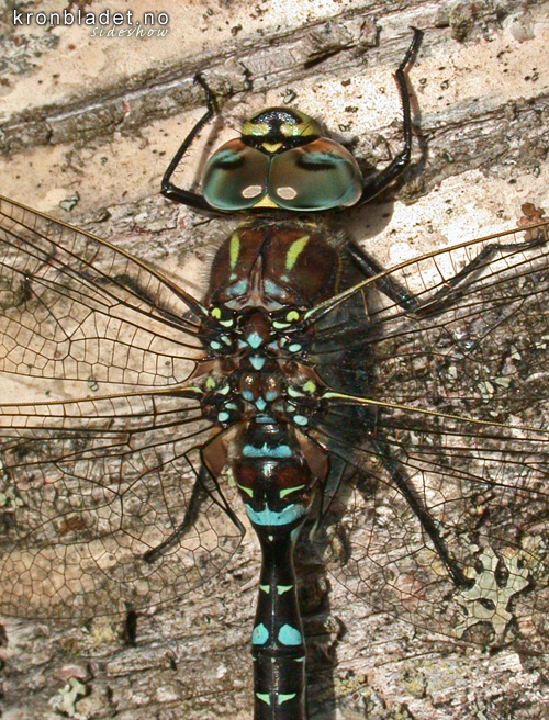 Vanleg augnestikkar, hann (Aeschna juncea) yenstikker Dragonfly, male (Aeschna juncea)