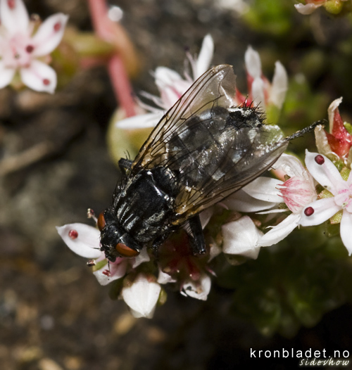 Vanleg kjtfloge (Sarcophaga carnaria) - Vanlig kjttflue, overside Flesh Fly (Sarcophaga carnaria), dorsal view